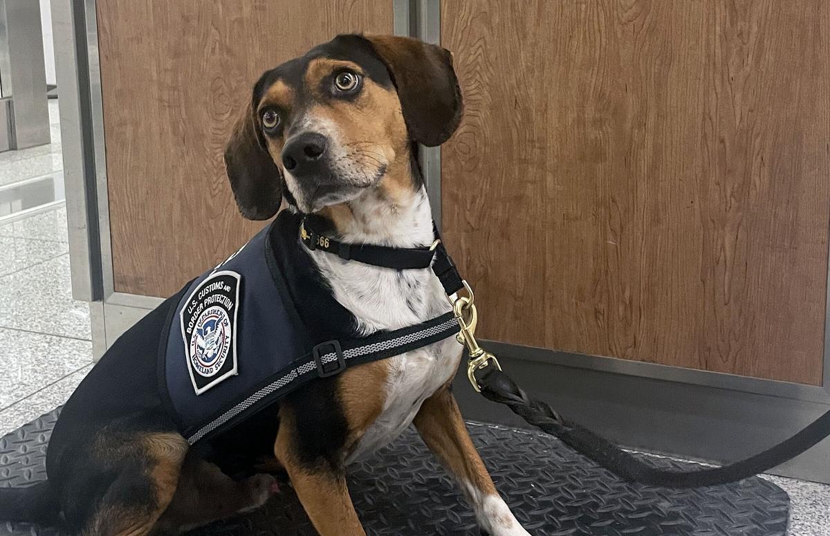 Rookie Beagle ‘Flash’ Helps CBP Seize Banned Goods on 1st Day of Duty