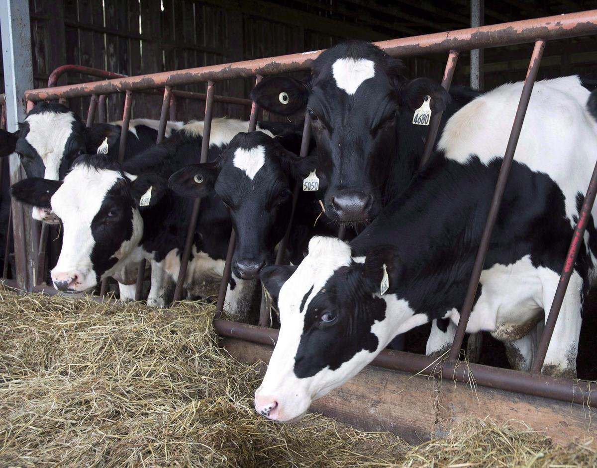 As Avian Flu Detected in US Dairy Farms, Canadian Agency Releases Domestic Test Results