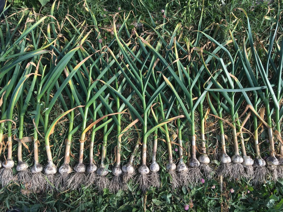 Declaring Garlic Independence