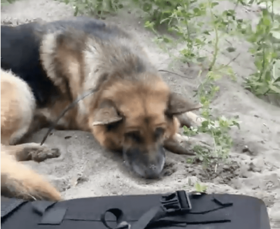 ‘They Left Him for Dead’: Hikers Save Dog Zip-Tied and Abandoned in Malibu Canyon