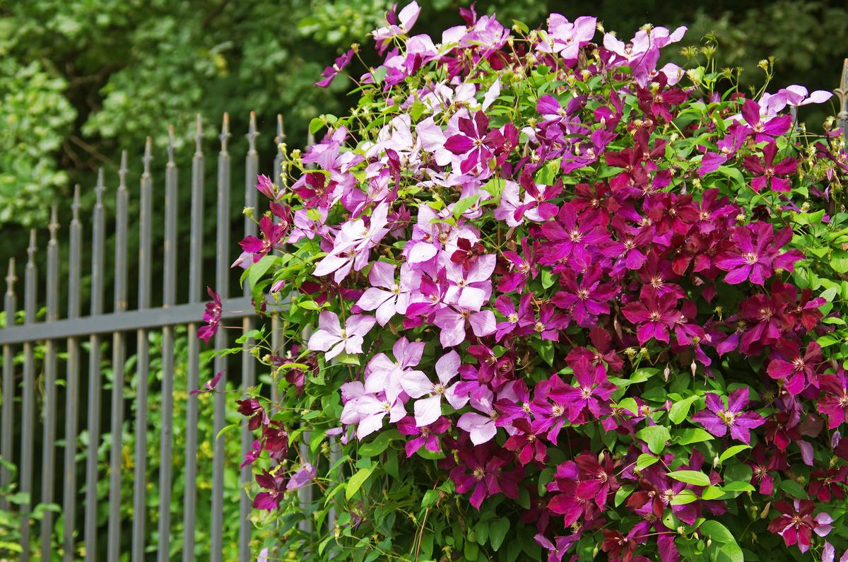 Planting Clematis: Get to Know the Queen of the Vines