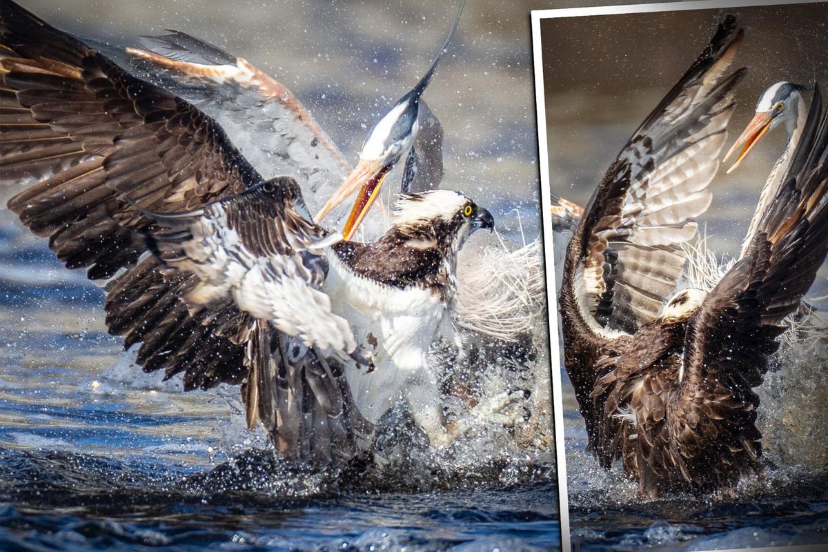 Bird Photographer Catches Super Rare Shot of Blue Heron And Osprey Fighting for Fish—But Who Won?