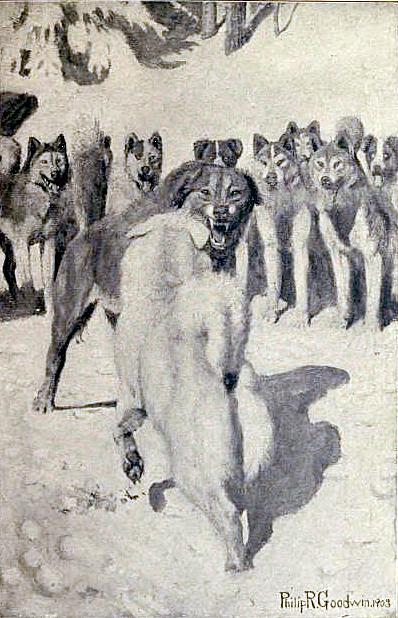 Buck proves himself as leader of the pack when he fights Spitz "to the death." Illustration from Jack London's "Call of the Wild."(PD-US)