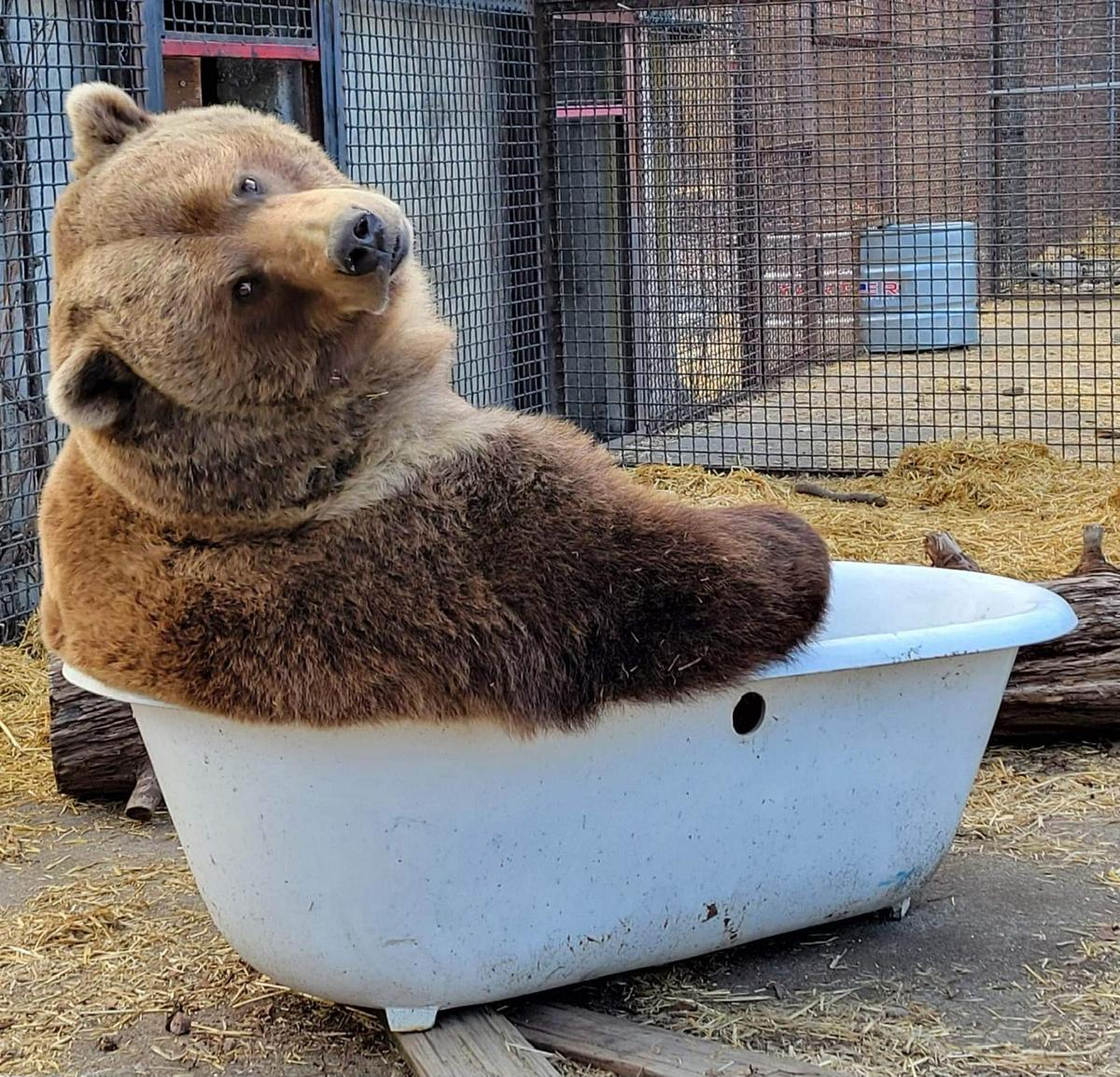 BC Grizzles in Spotlight for Their Bathtub Antics