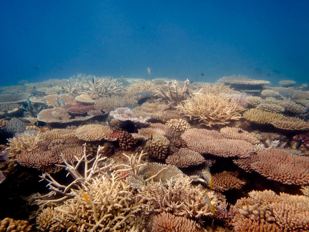 Keeping Reef Off In-danger List Sends ‘False Message’