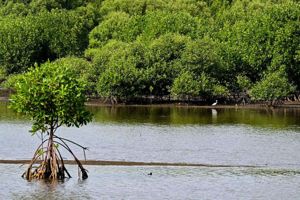 Plans Afoot for Australia’s First ‘Blue Carbon’ Farm