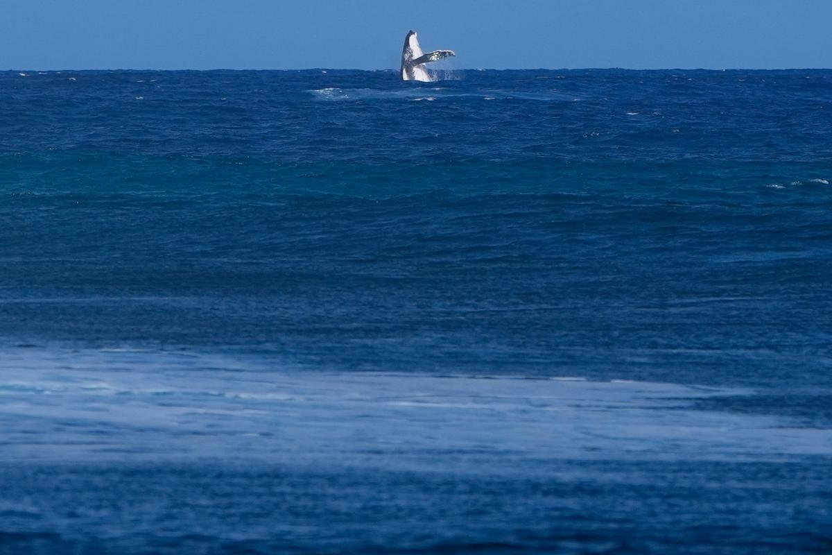 Whale Breach Seen During Paris Olympics Surfing Semifinal Competition in Tahiti