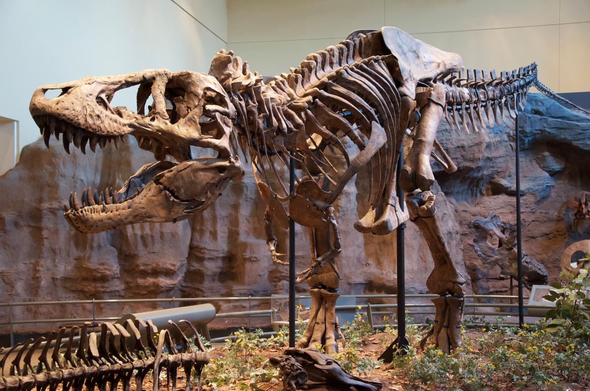 Tyrannosaurus rex holotype specimen at the Carnegie Museum of Natural History, Pittsburgh. (<span class="mw-mmv-author"><a class="new" title="User:ScottRobertAnselmo (page does not exist)" href="https://commons.wikimedia.org/w/index.php?title=User:ScottRobertAnselmo&action=edit&redlink=1">ScottRobertAnselmo</a></span> /<a href="https://commons.wikimedia.org/w/index.php?curid=19248777" target="_blank" rel="nofollow noopener">CC BY-SA 4.0</a>)