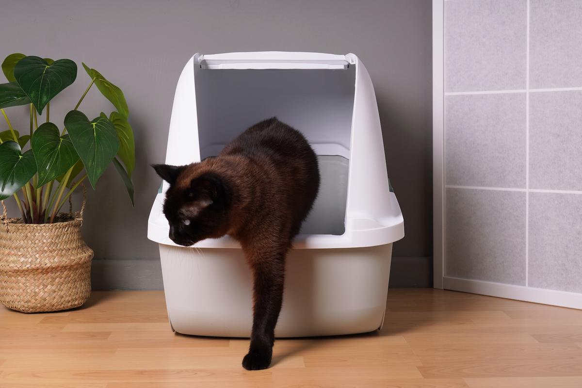 Prevent Cats From Using Potted Plants by Making Litter Boxes Appealing