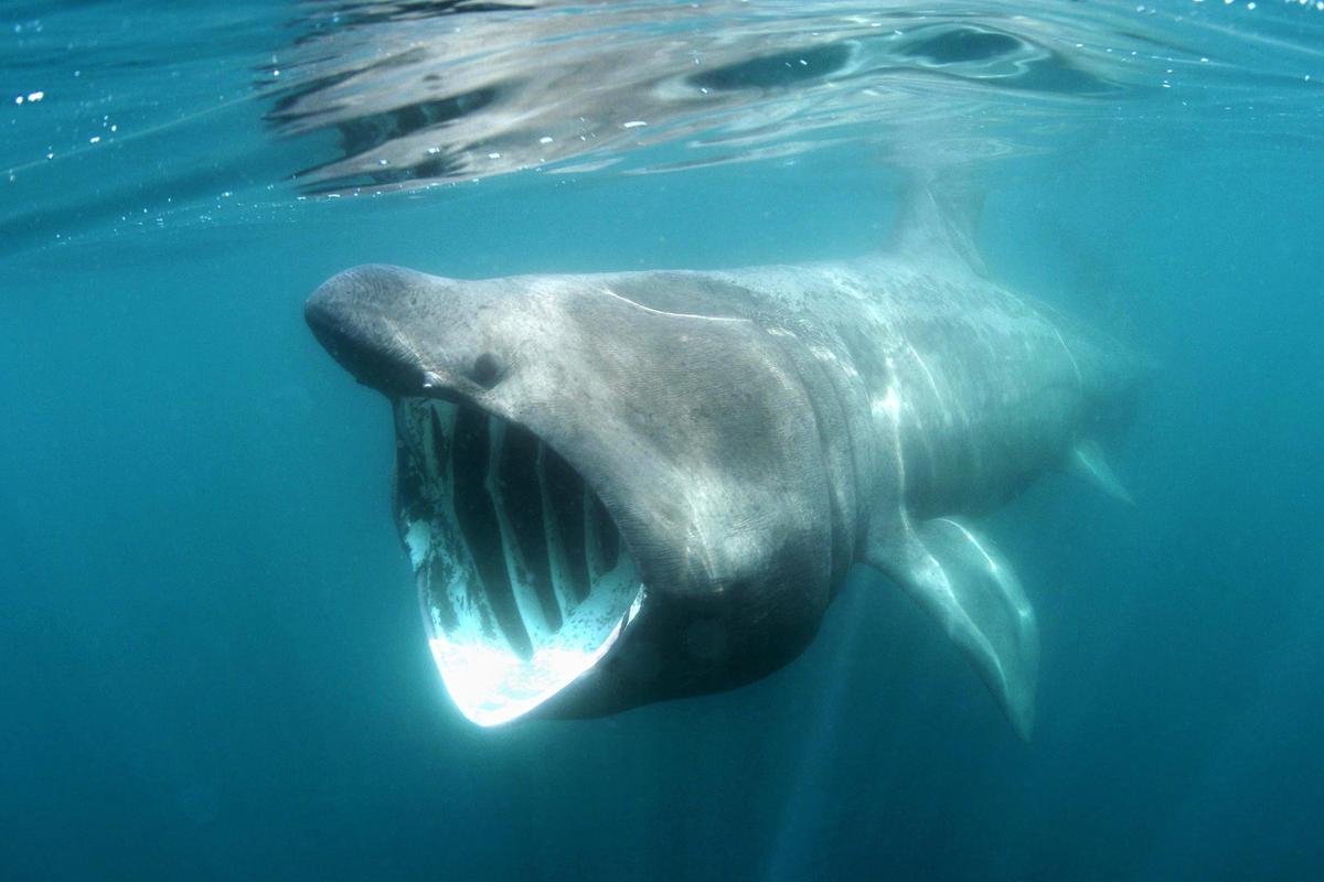 Basking Shark Sighting in BC Sparks Hope for Population Recovery