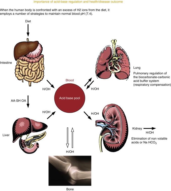 Source: S.A. Lanham-New, M. Alghamdi, and J. Jalal, in Encyclopedia of Human Nutrition (Third Edition), 2013, ISBN 978-0-12-384885-7, https://www.sciencedirect.com/topics/agricultural-and-biological-sciences/acid-base-homeostasis (Published with permission from Elsevier)
