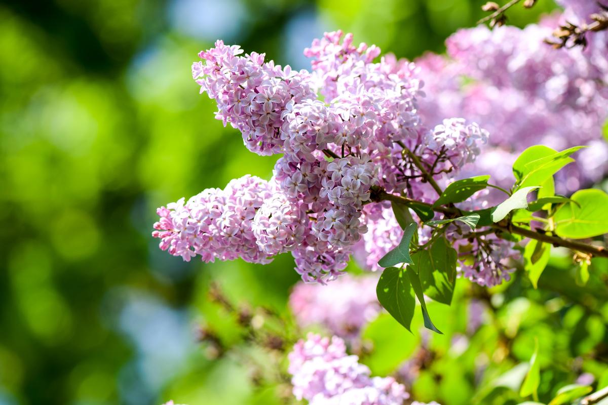Butterfly Bushes and Willow Trees