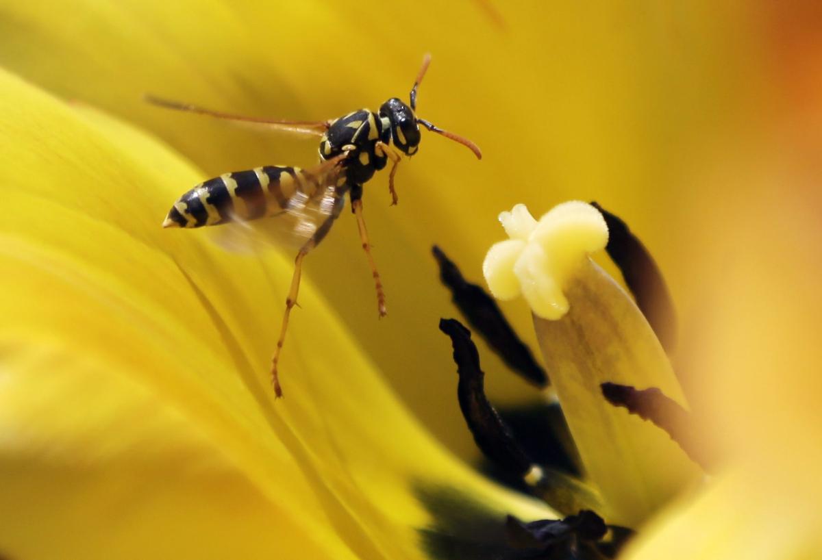 Diet, Demographics Behind Late-Summer Wasp Outbreak on Prairies