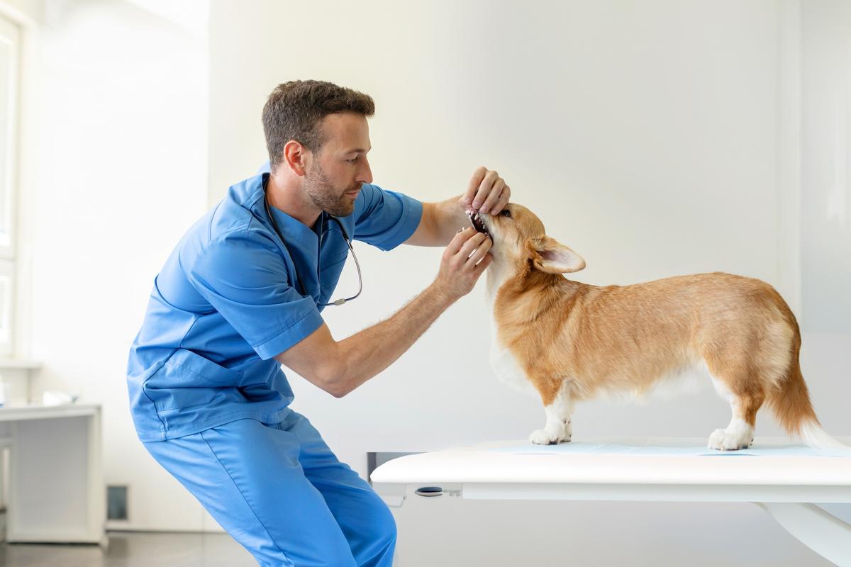 Protect Dog From Intestinal Parasites With Monthly Dewormer