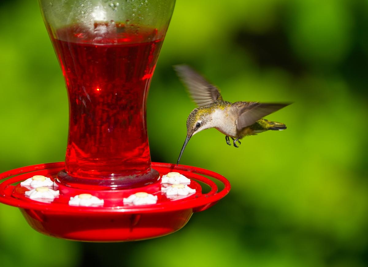 Fall Bird Feeders and Bulbs