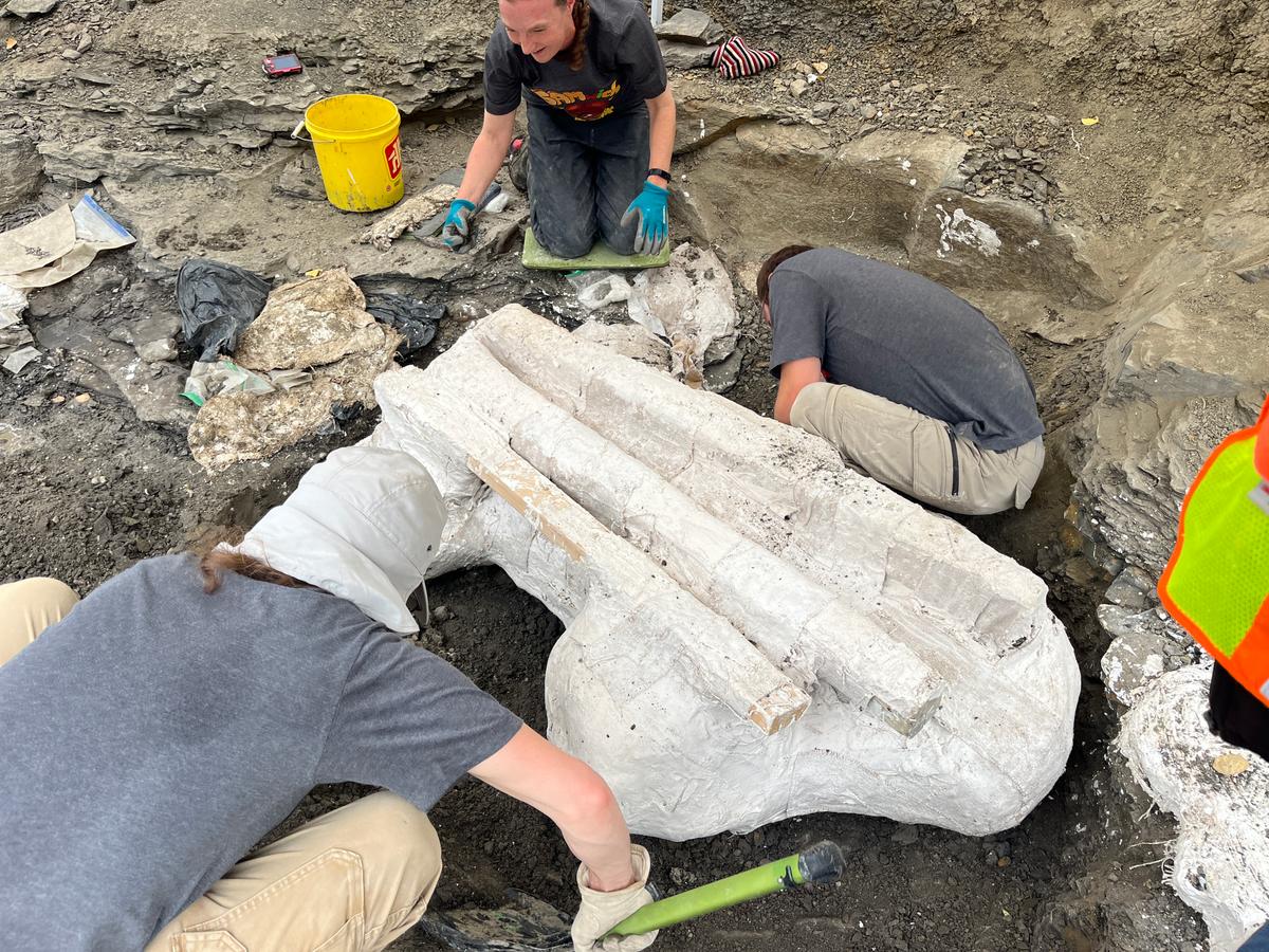 ‘Big Sam’: Paleontologists Unearth Giant Skull of Pachyrhinosaurus in Alberta