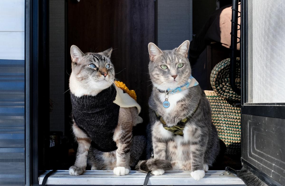 Protect Cats Traveling in Motor Home