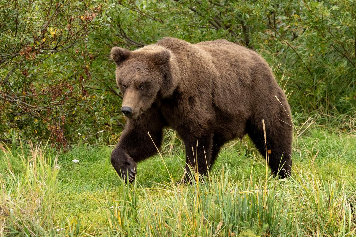 Alaska Deer Hunter Been Found Dead in Apparent Brown Bear Mauling, Officials Say