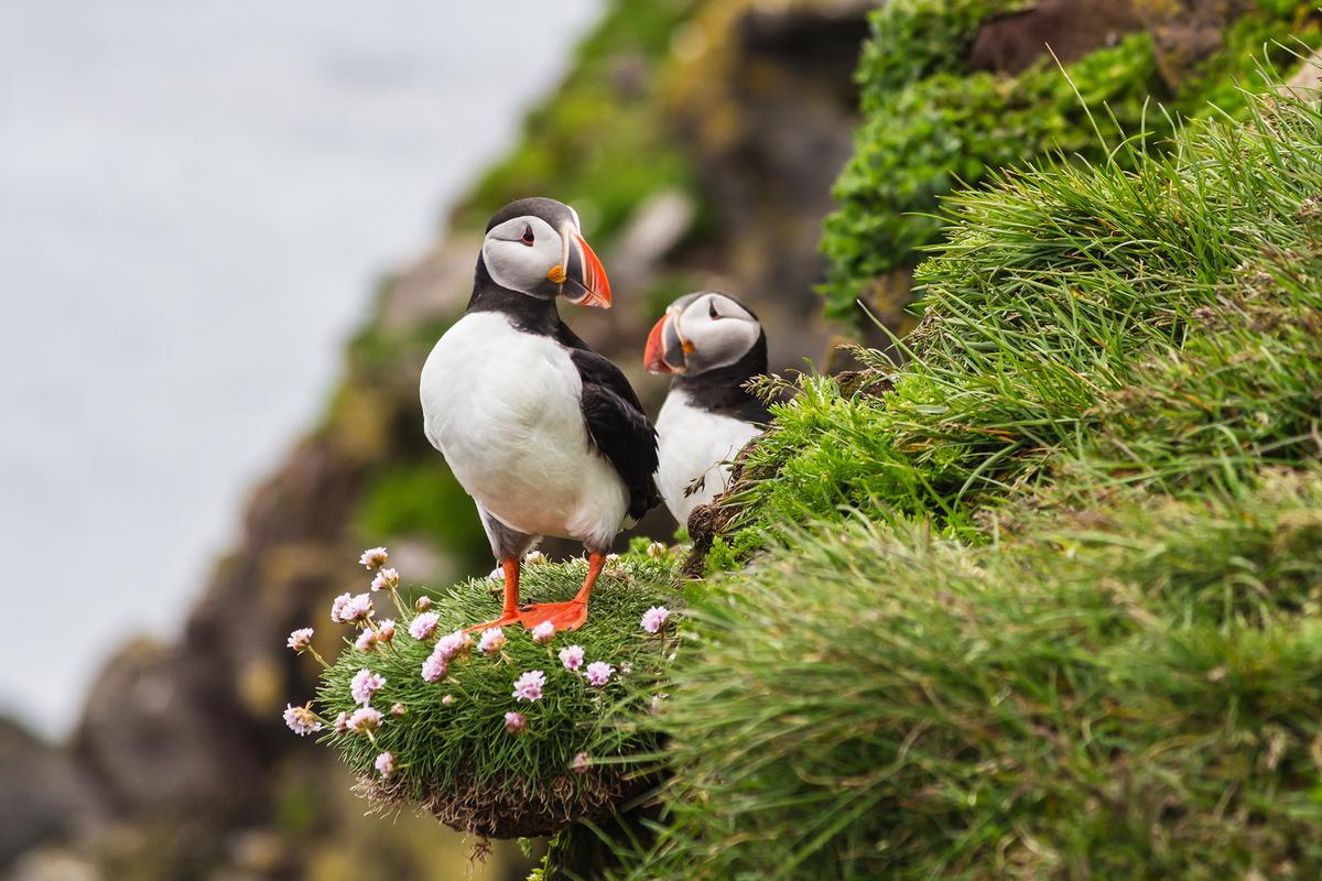 Puffins come to Iceland to nest and breed, settling into the crags of cliffs. (krcil/Shutterstock)