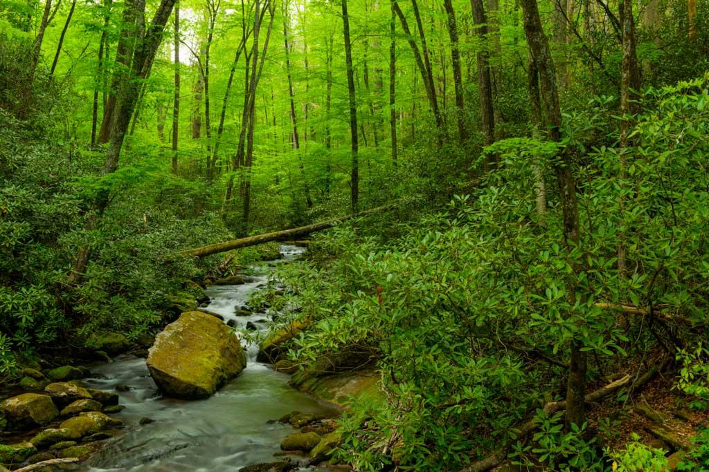 Joyce Kilmer Memorial Forest. (<a href="https://commons.wikimedia.org/wiki/User:Bigdobes" target="_blank" rel="nofollow noopener">Bigdobes</a>/<a href="https://en.wikipedia.org/wiki/Joyce_Kilmer_Memorial_Forest#/media/File:HDR_JOK_0001.jpg" target="_blank" rel="nofollow noopener">CC BY-SA 3.0</a>)