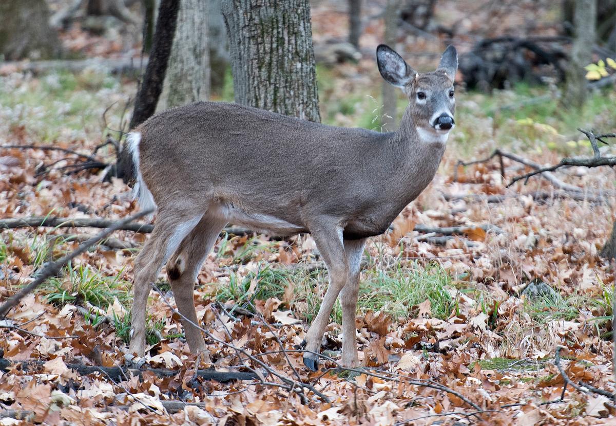 Montreal Suburb Begins Controversial Deer Cull to Reduce Population in Local Park