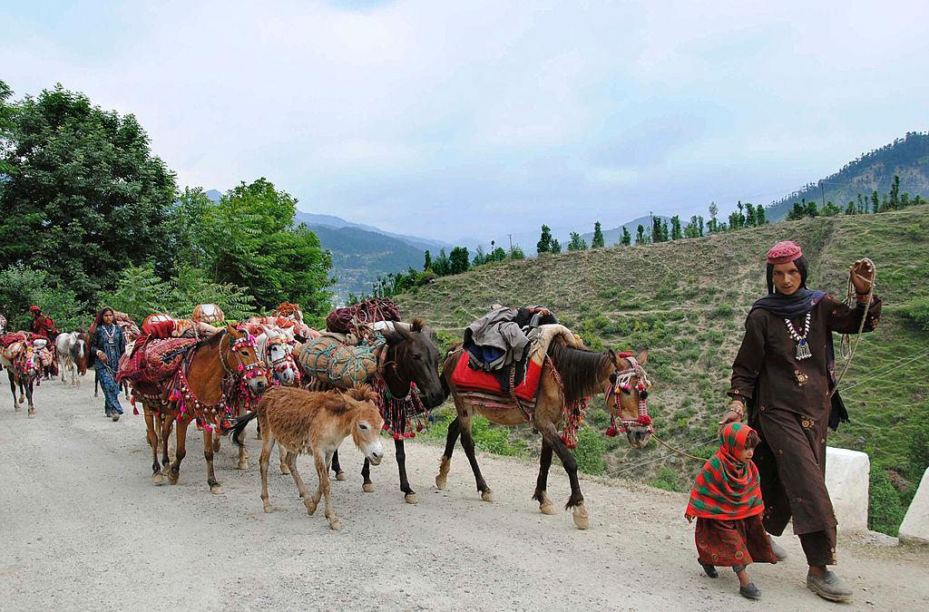 Gurjar pastoral nomads journeying with their animals as they walk in the hills on the outskirts of Doda in Jammu and Kashmir on May 21, 2011. (STRDEL/AFP via Getty Images)