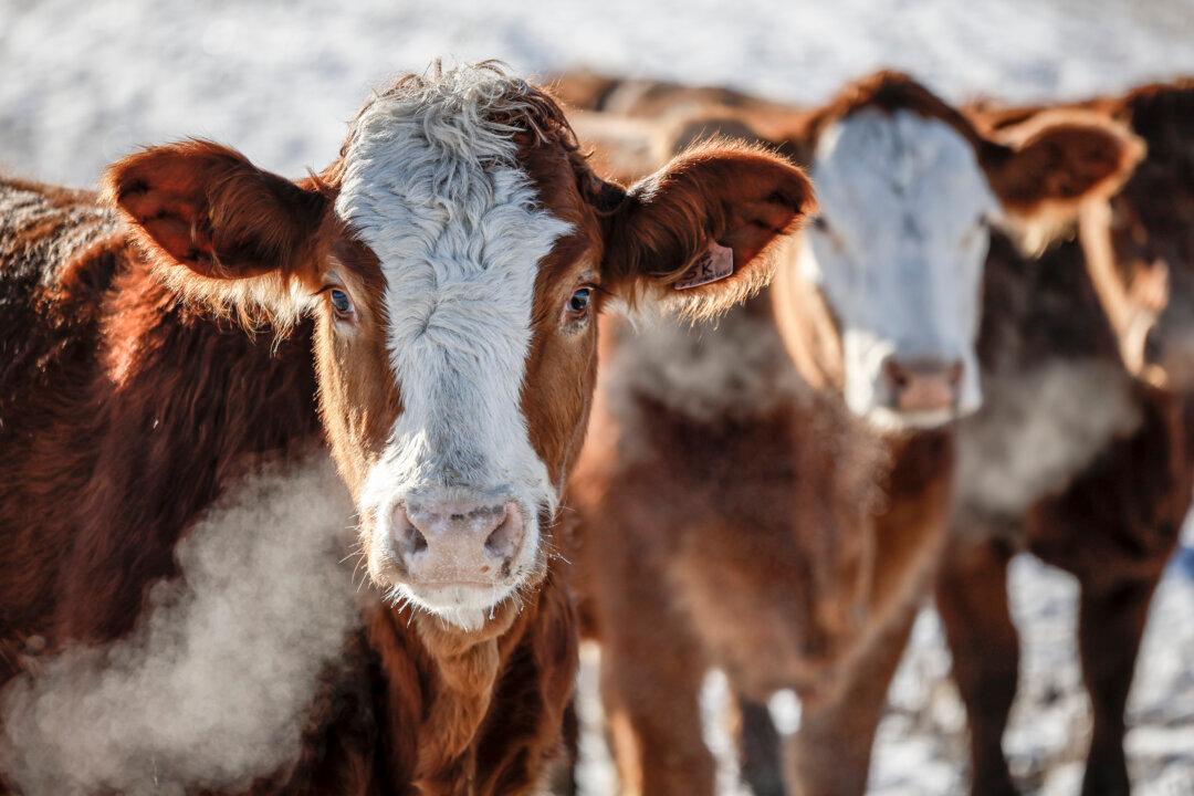 Cattle Association Has Beef With Potential Mercosur Trade Deal