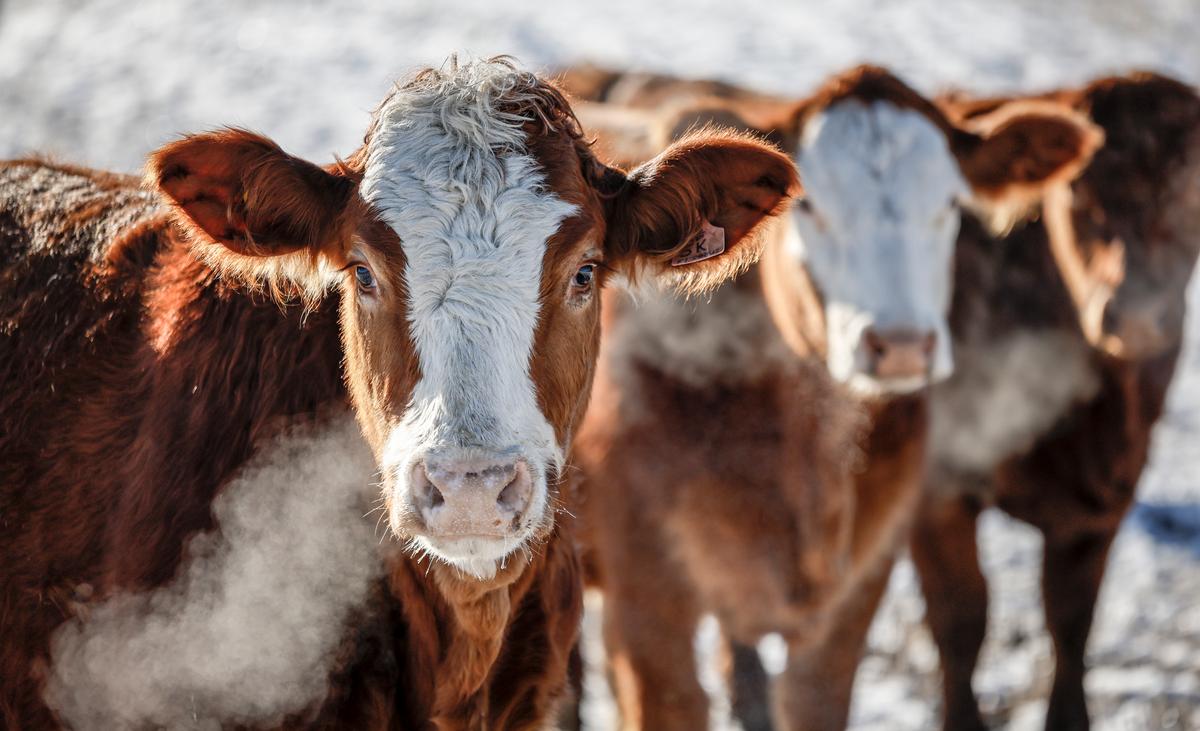 Cattle Association Has Beef With Potential Mercosur Trade Deal
