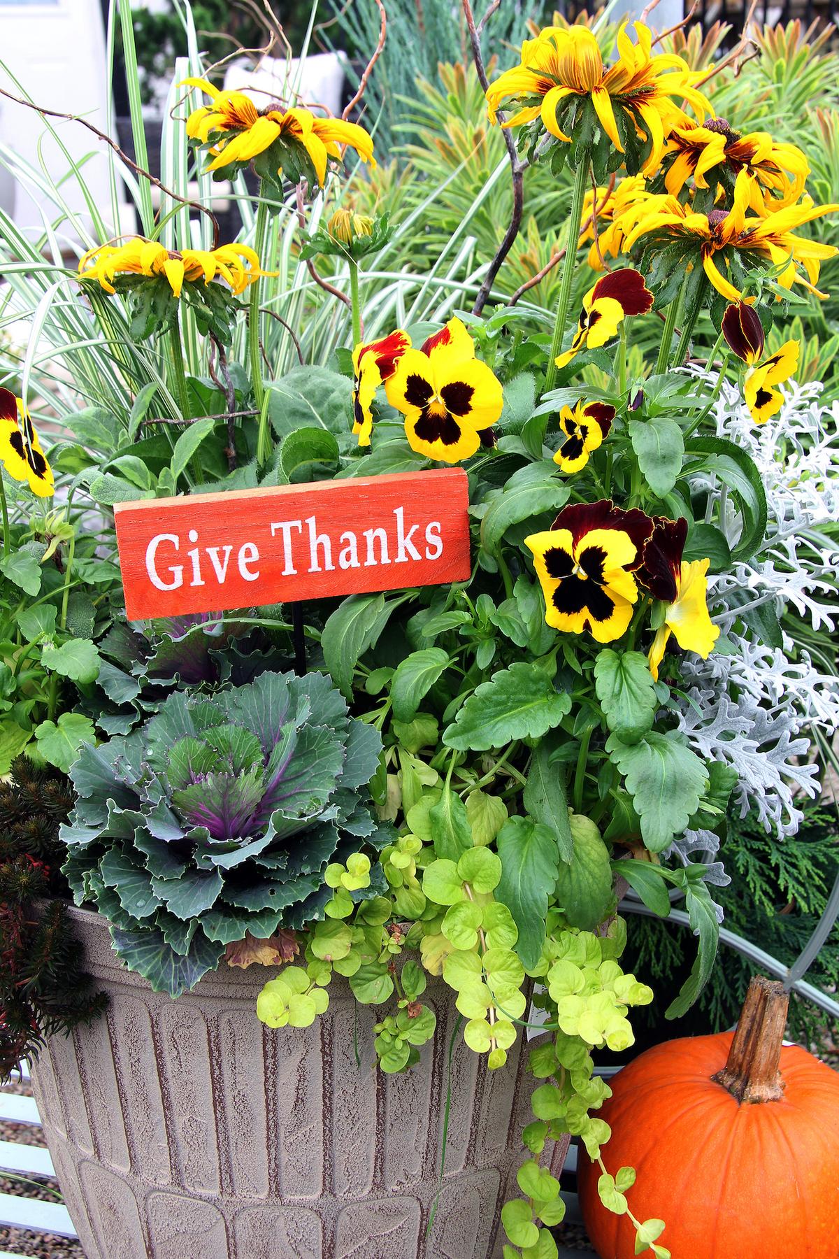 Create Festive Fall Planters With Cold-Hardy Pansies