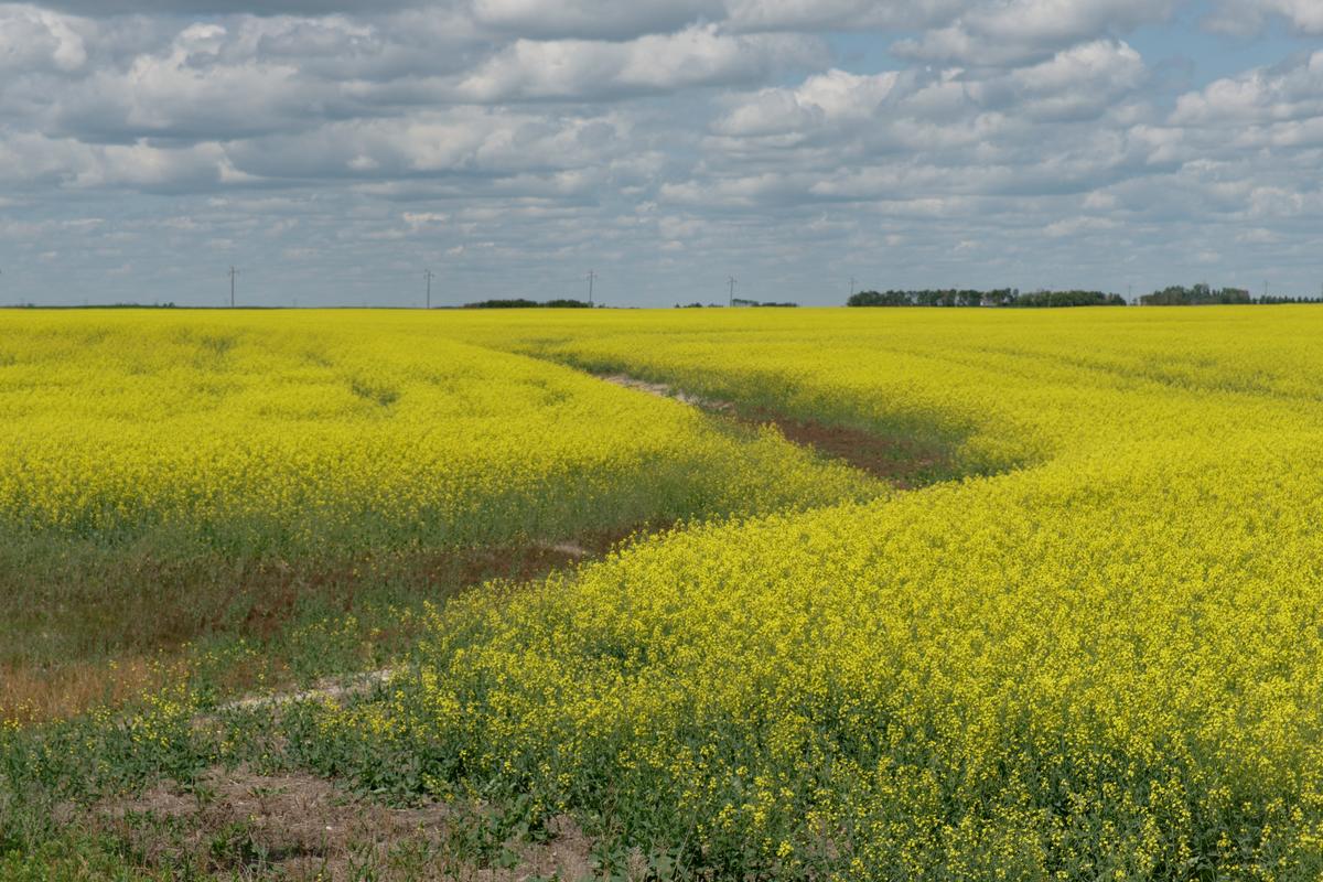 ‘Bitter Divide’: Behind Saskatchewan Election’s Urban-Rural Split