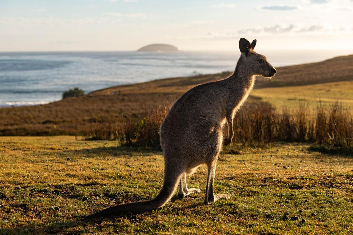 Australian Politicians Urge US Senators to Reject Kangaroo Import Ban