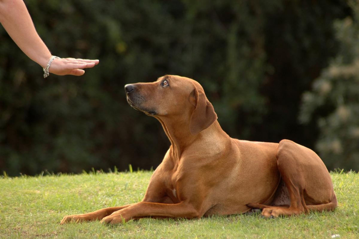 Use Hand Signals to Train Deaf Dog