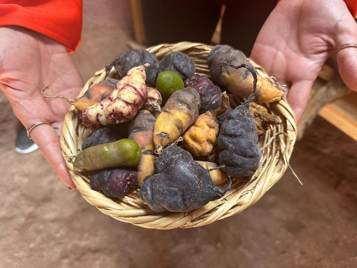 Freshly harvested Huayllafara potatoes. (Teresa Bergen)