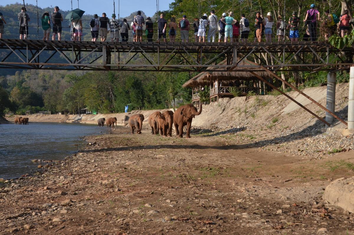At Elephant Nature Park, tourists have the opportunity to watch the elephants in their natural habitat. (Kevin Revolinski)