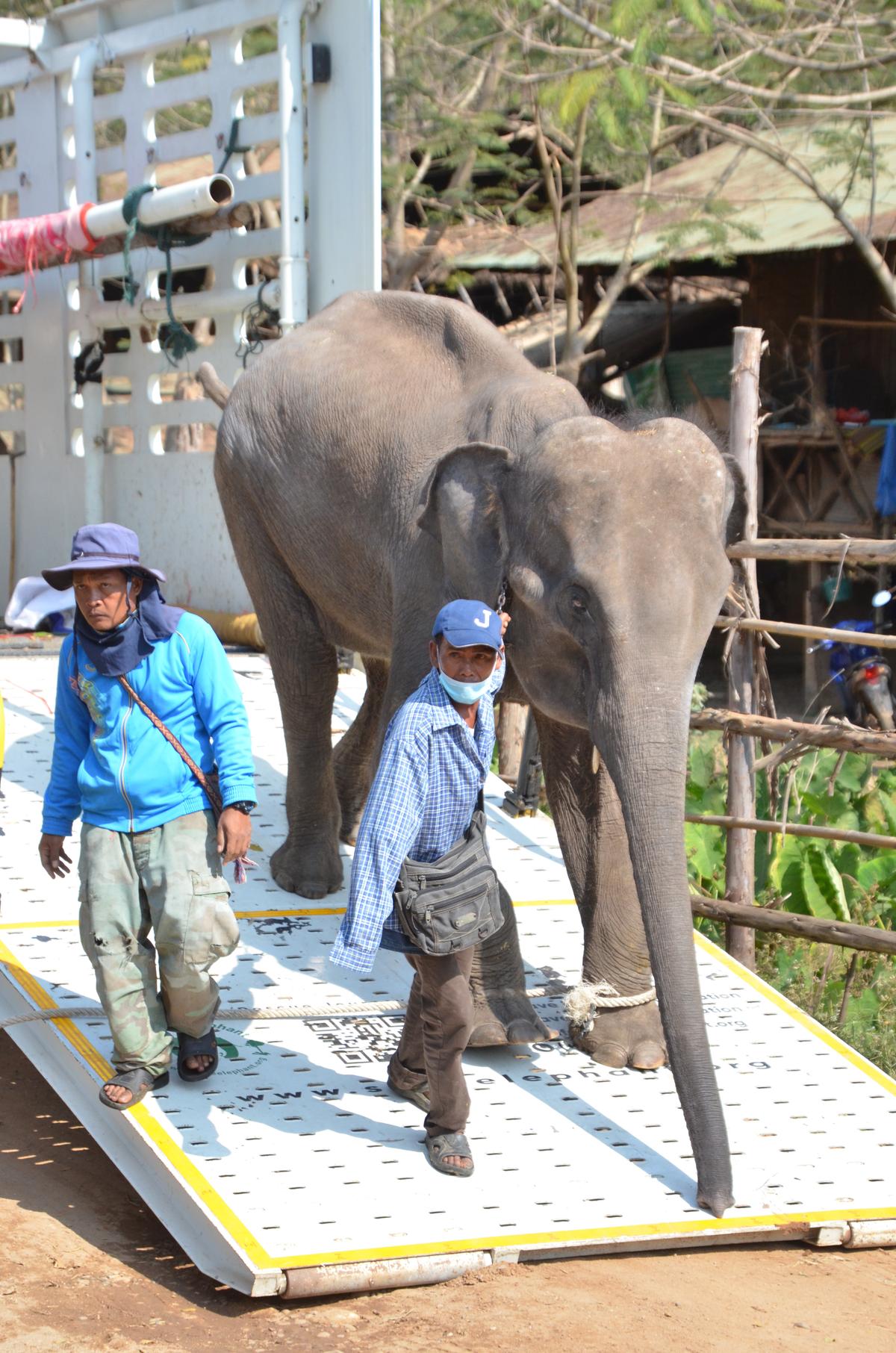 The park has an elephant-friendly truck to bring them to their new home. (Kevin Revolinski)