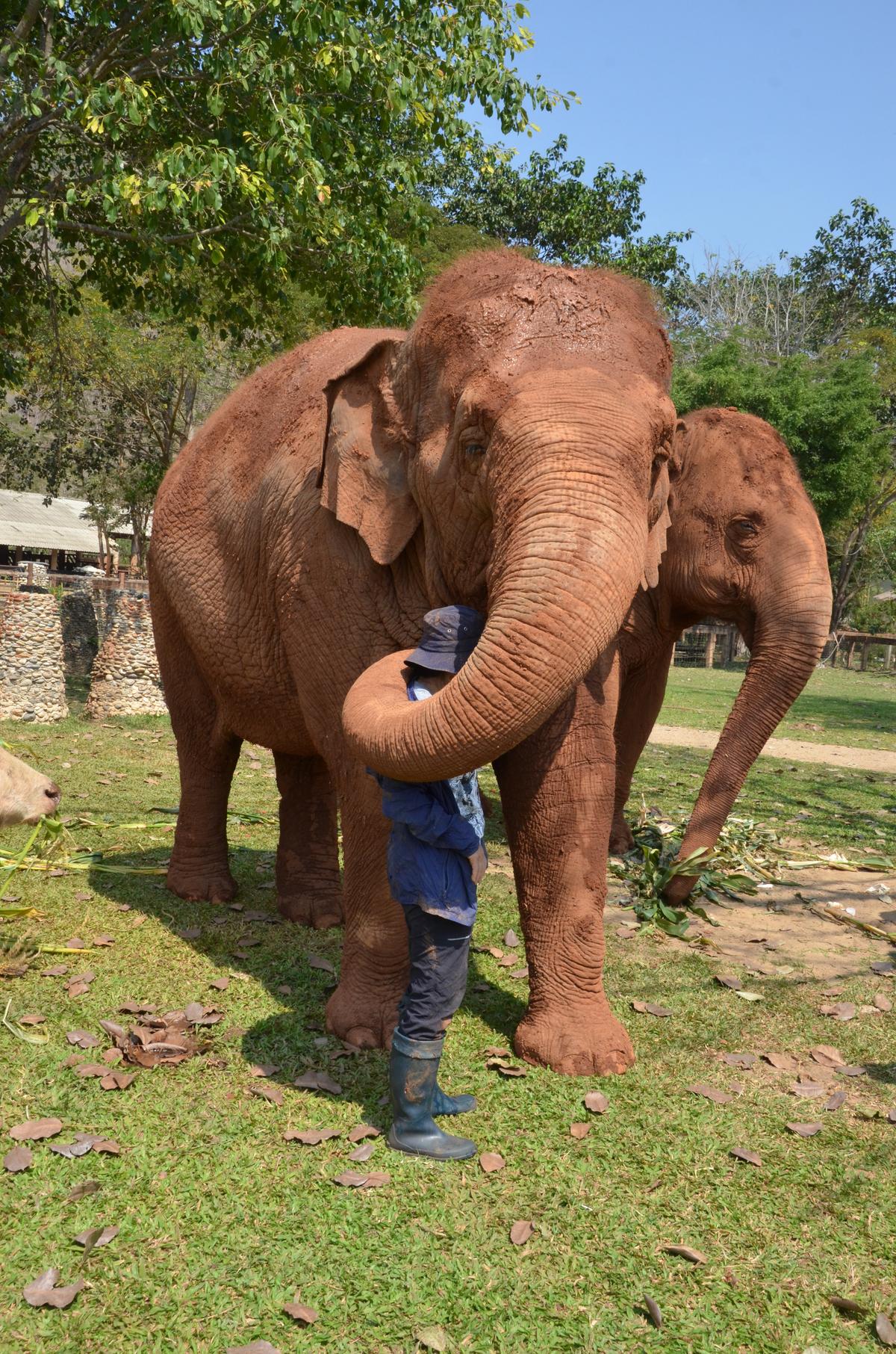 Elephants are affectionate, empathetic animals that form bonds with their caregivers. (Kevin Revolinski)
