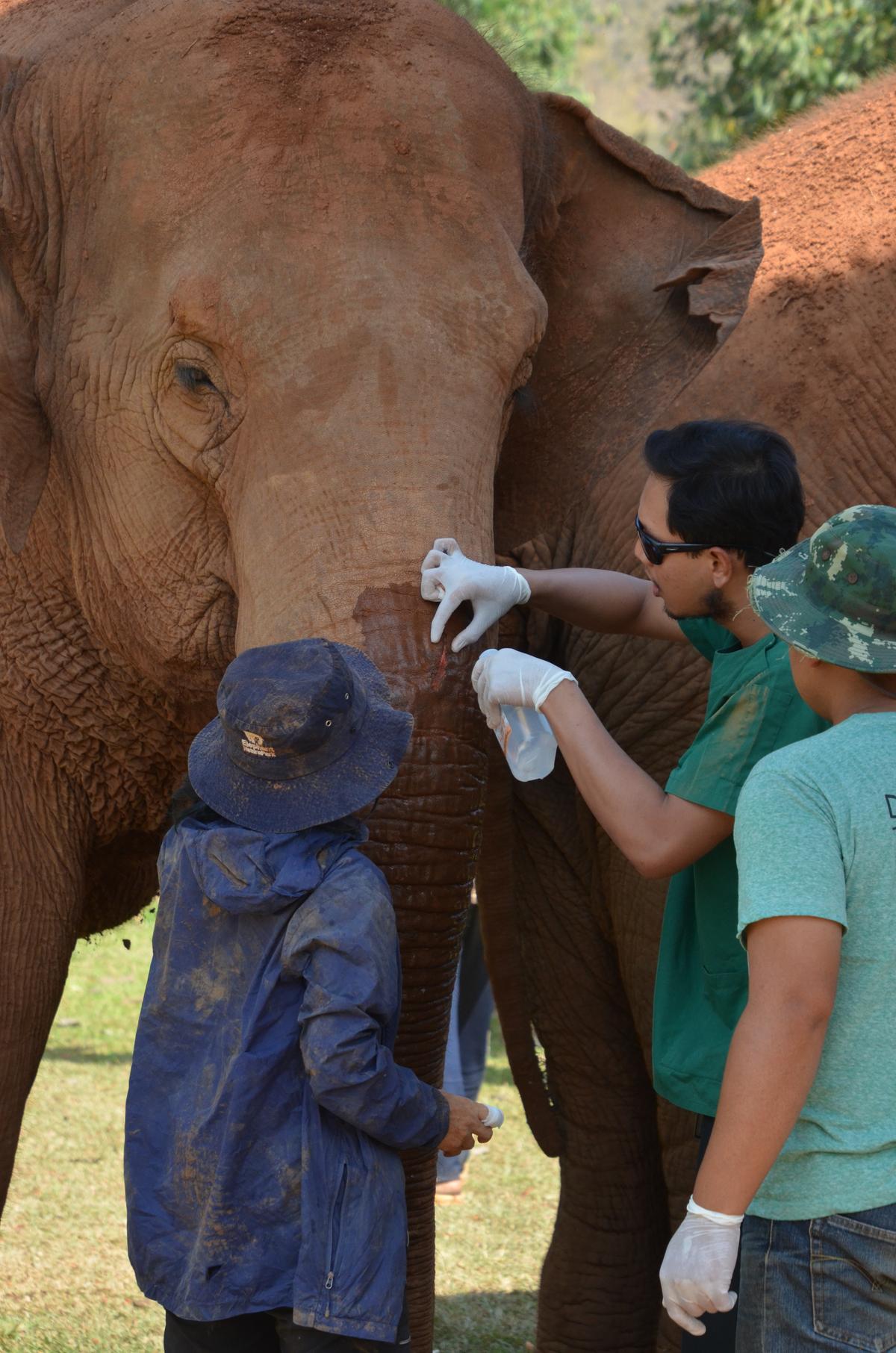 The park's elephants receive medical care and attention. (Kevin Revolinski)