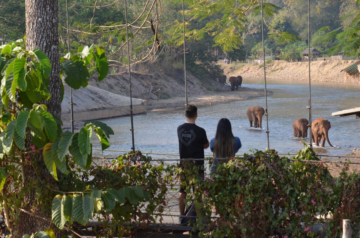 For most of these elephants, Elephant Nature Park is the only place that's ever offered them freedom. (Kevin Revolinski)