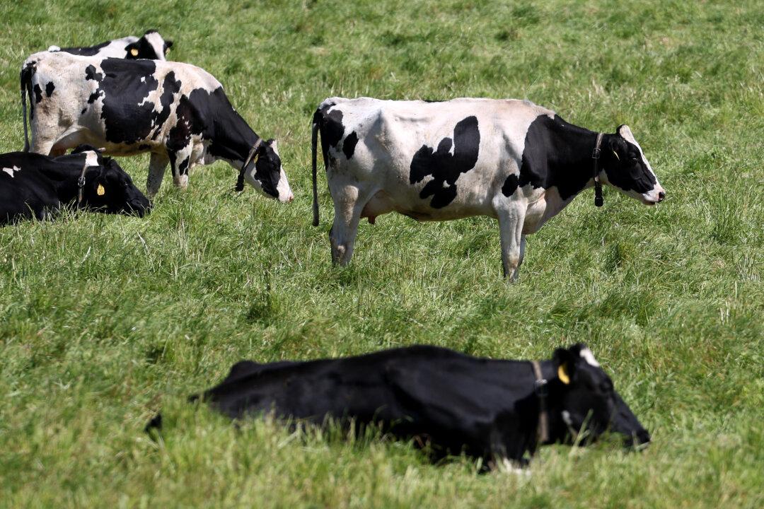 Dairy Companies Can Now Apply for H-2A Temporary Agricultural Worker Visas