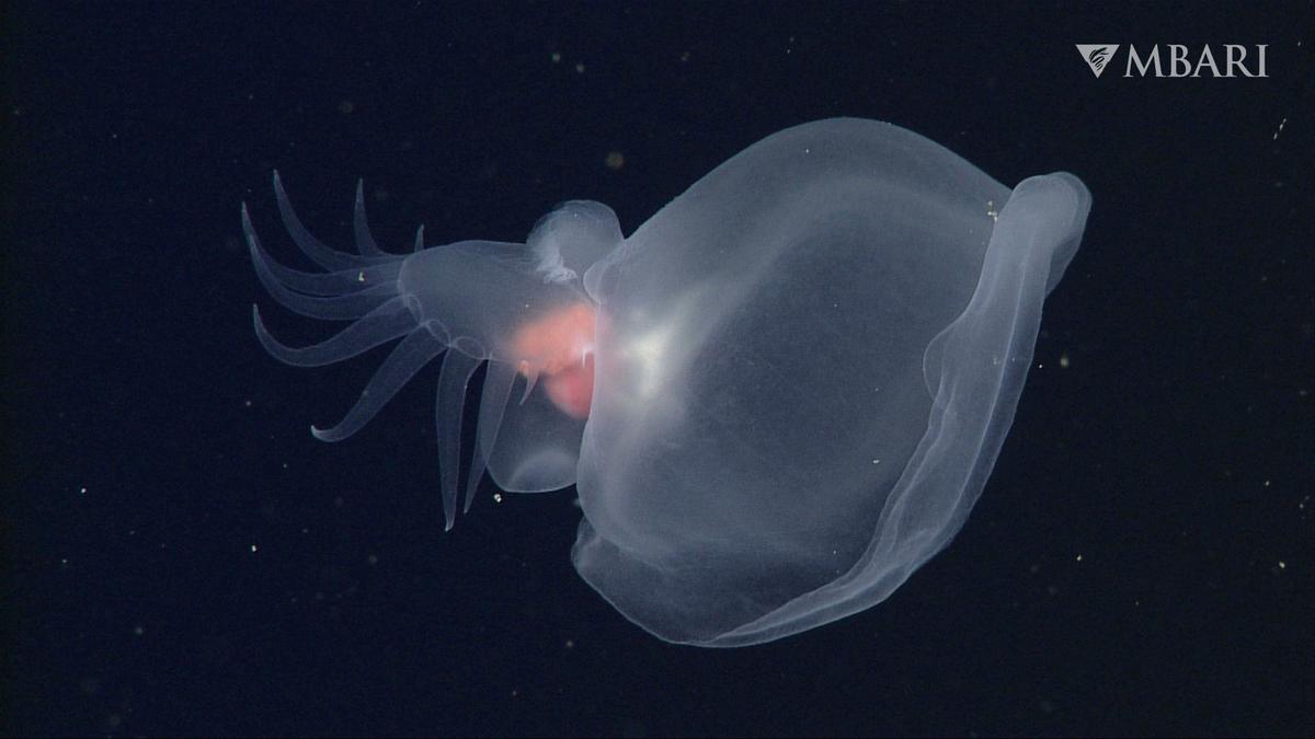 California Scientists Discover New Species of ‘Mystery Mollusks’ in Ocean’s Depths