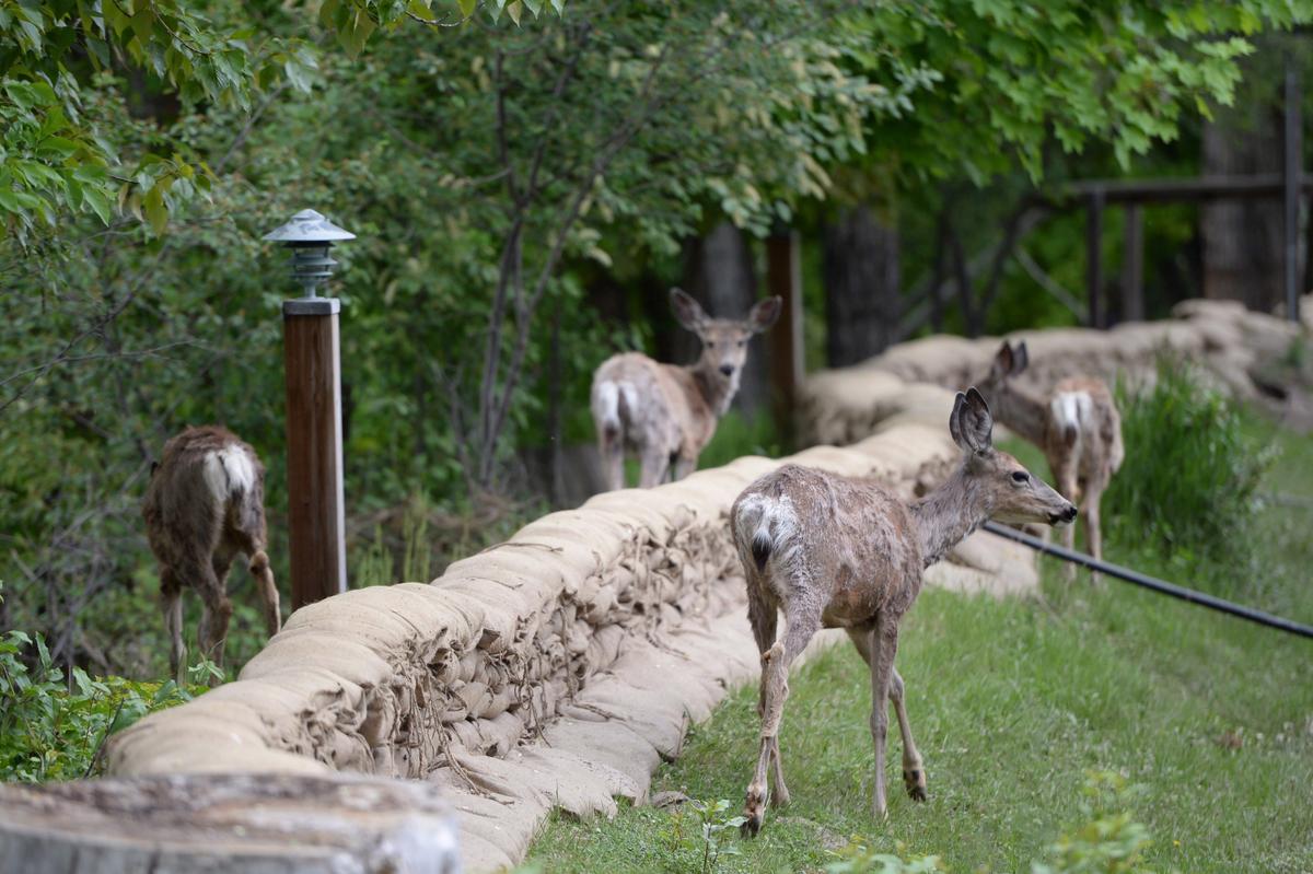 Third Deer Infected With Chronic Wasting Disease in BC