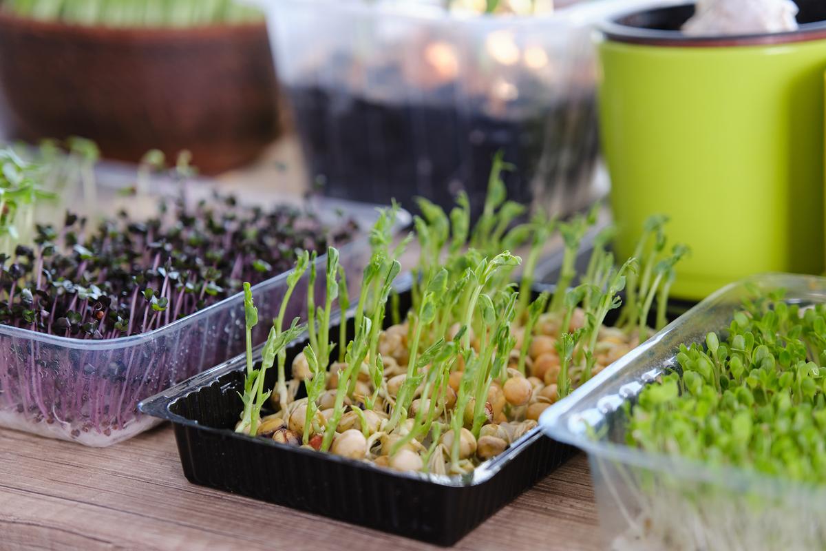 Sprouting microgreens is an easy way for urban dwellers to keep a fresh supply of greens. (udenko Alla/Shuttesrstock)