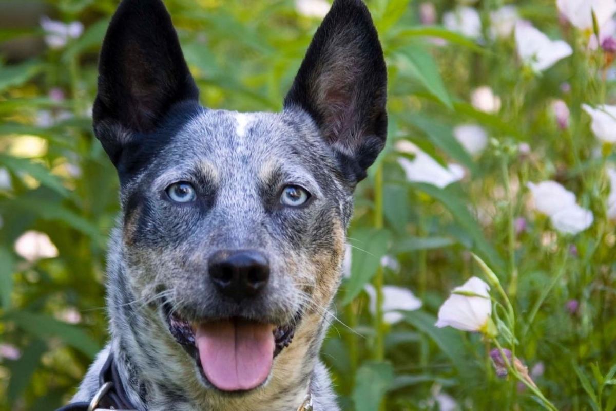 The Problem With Treating a Dog Like a Pet: Dog Behavior Consultant