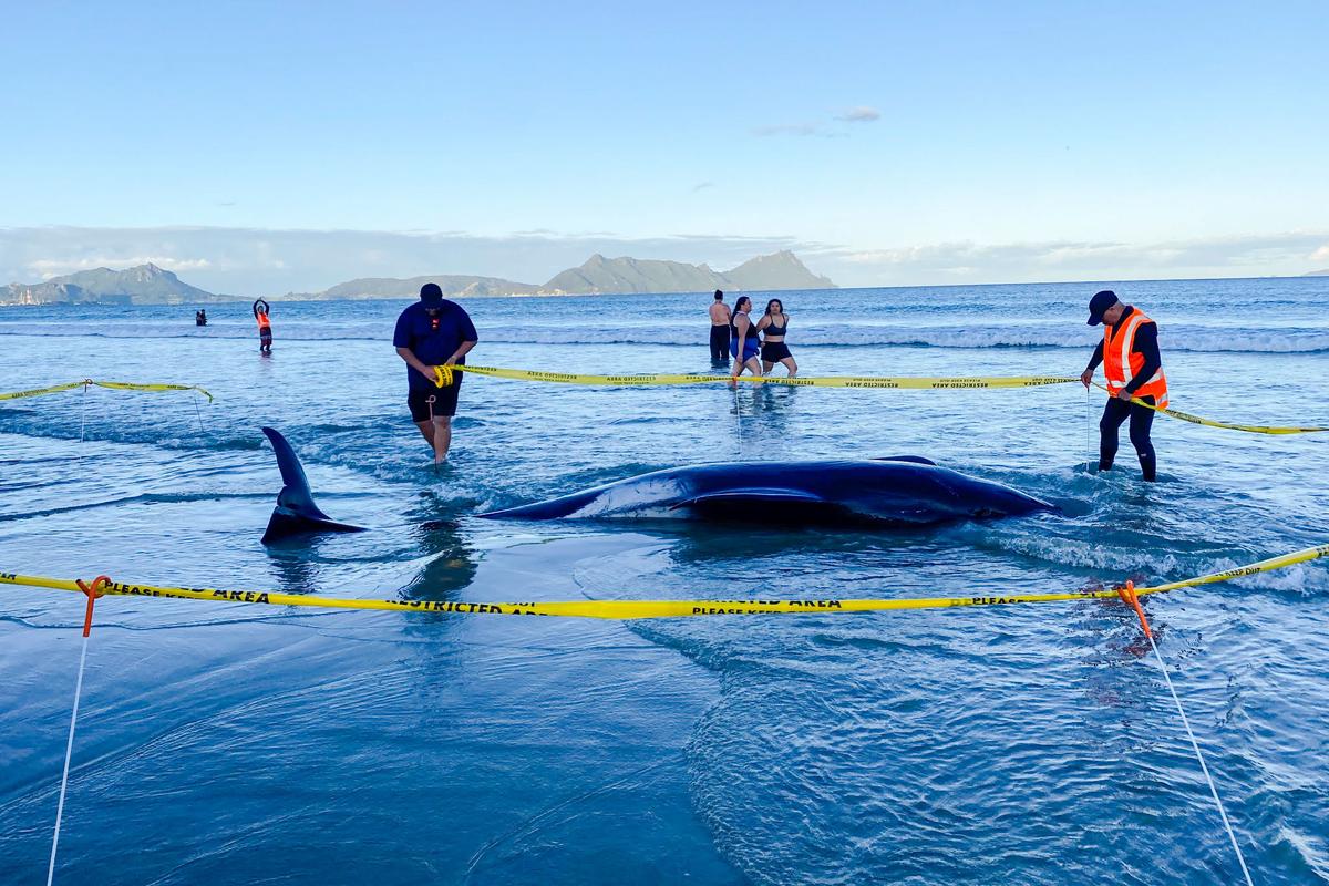 New Zealanders Save More Than 30 Stranded Whales by Lifting Them on Sheets