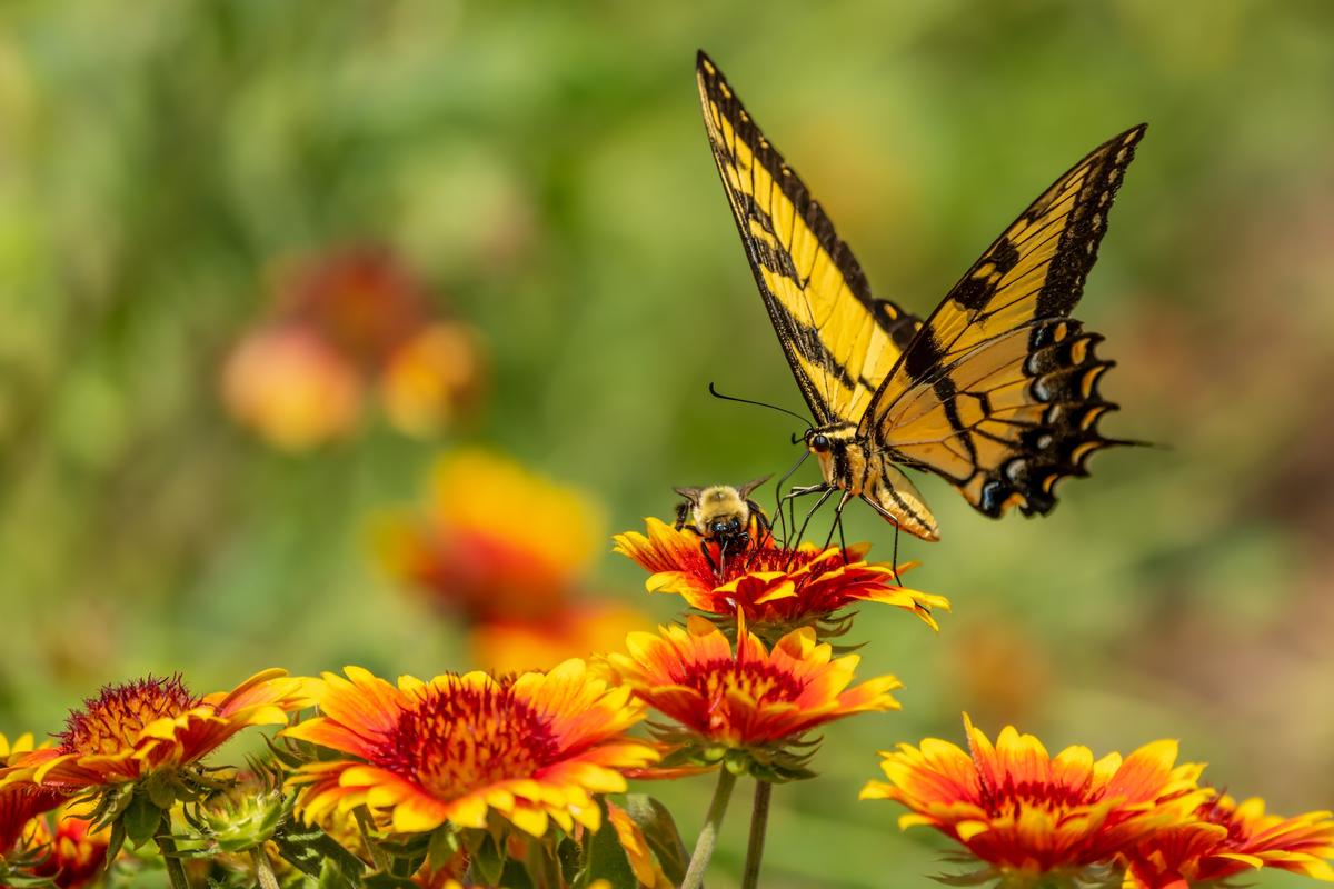 5 Great Books for the Gardeners on Your List