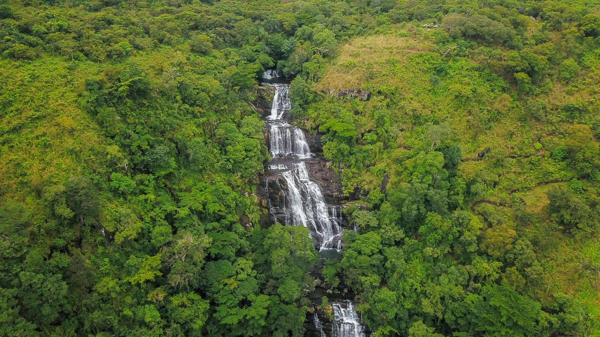Illegal Timber Trade With China Is Fueling Terrorism in Mozambique