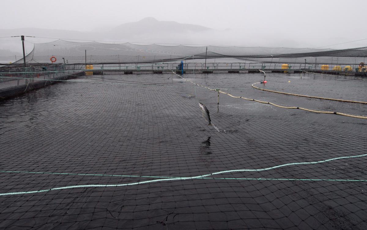 Eliminating Open-Net Fish Farms in BC Would Cost Taxpayers Billions: Report