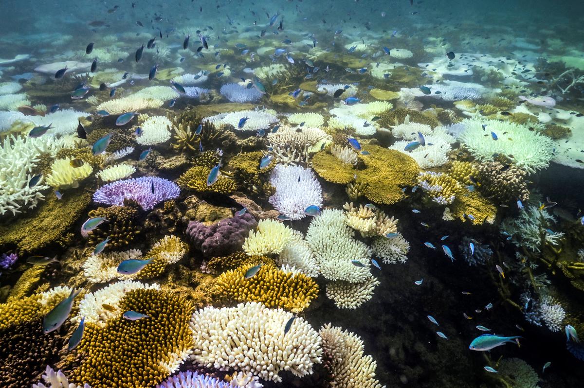 ‘Underwater Bushfire’ Devastating Reefs yet to Let Up