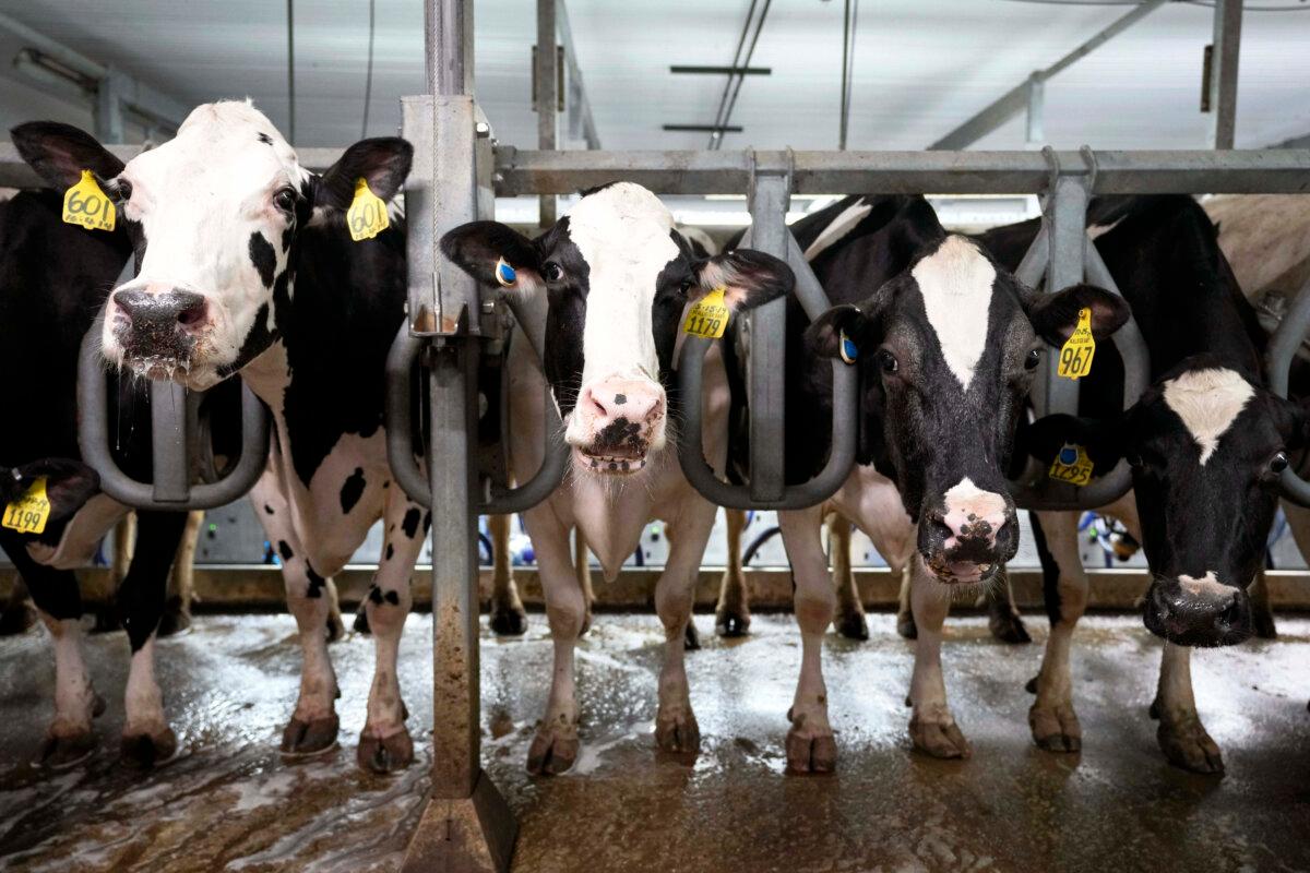 Cows stand in the milking parlor of a dairy farm in New Vienna, Iowa, on July 24, 2023. (Charlie Neibergall/AP Photo)