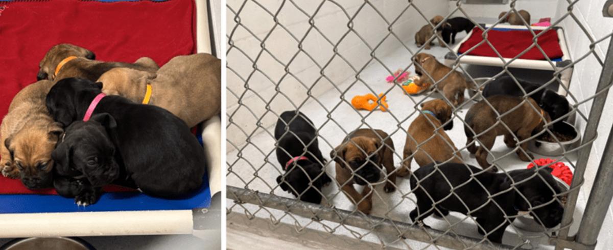 Among the 59 dogs rescued from a B.C. home on Dec. 4, 18 were puppies, described by Wolf as "fearful" upon coming into contact with rescuers. (Courtesy of BC SPCA)